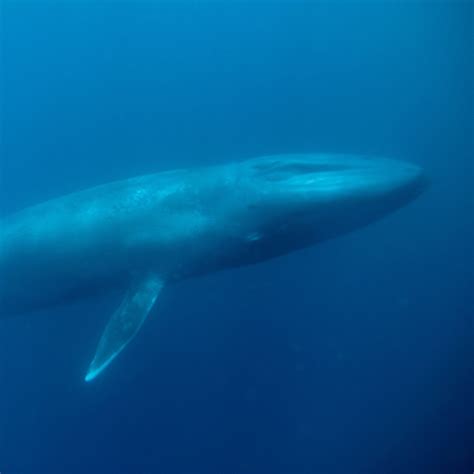 How Whale Activity Influences